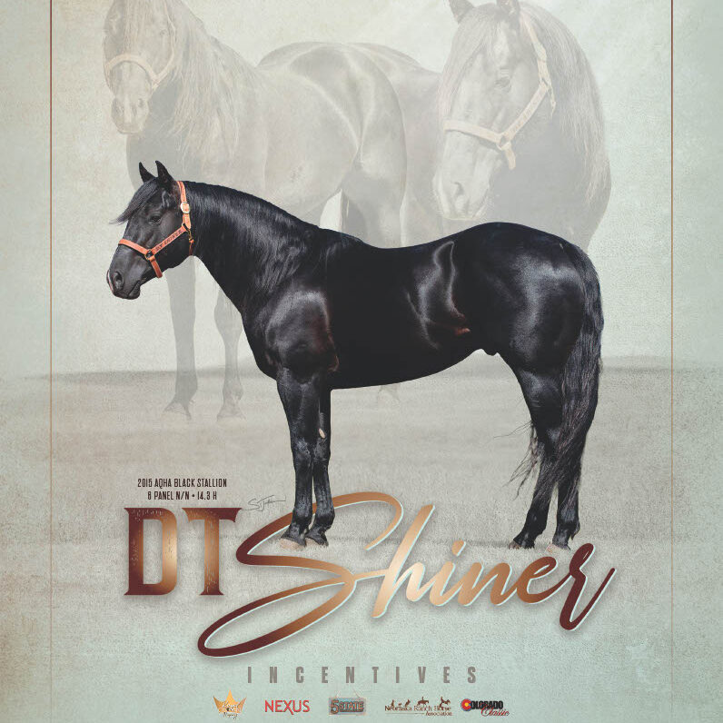DT Shiner1