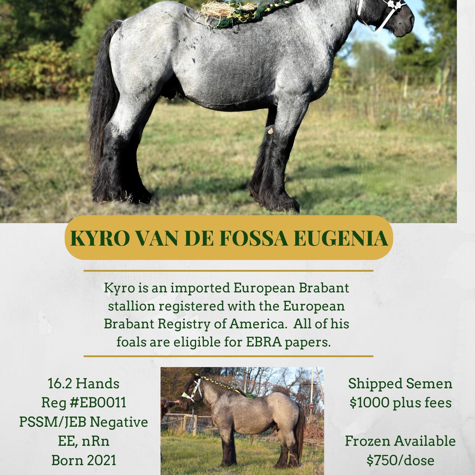 Kyro van de Fossa Eugenia